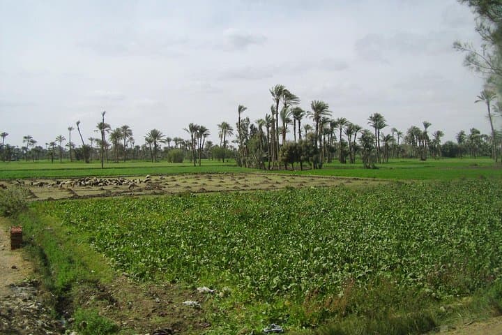 Fayoum Oasis and Wadi El-Rayan Full-Day Tour from Cairo — Lakes, Waterfalls & Birdlife photo 6