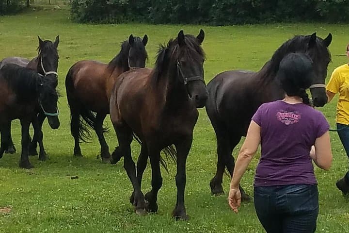 Meet the Rare Red Friesians: Hands-On Ranch Tours in Kettle Moraine photo 1