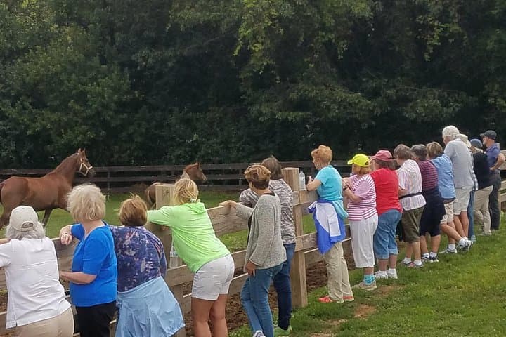 Meet the Rare Red Friesians: Hands-On Ranch Tours in Kettle Moraine photo 4