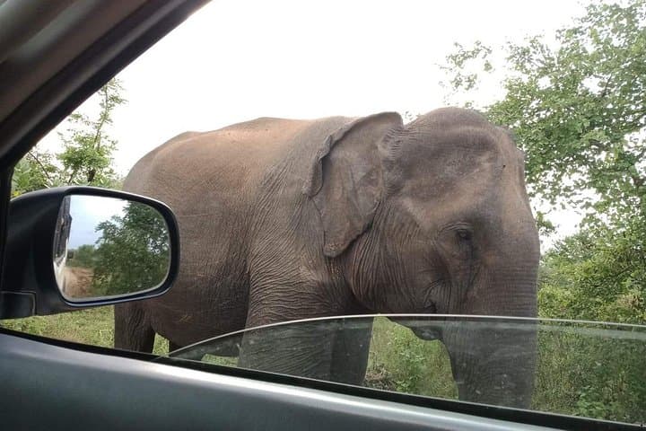 Udawalawa Half-Day Jeep Safari — Elephant Encounters & Wetland Wildlife photo 4