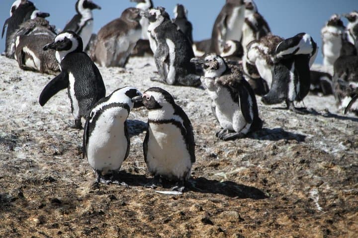 Boulders Penguins & Cape Point: Half-Day Coastal Tour from Cape Town photo 4
