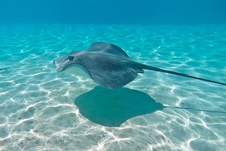 Private Moorea Sunset Catamaran Snorkel on Taboo — Sharks, Rays & Coral Gardens photo 6