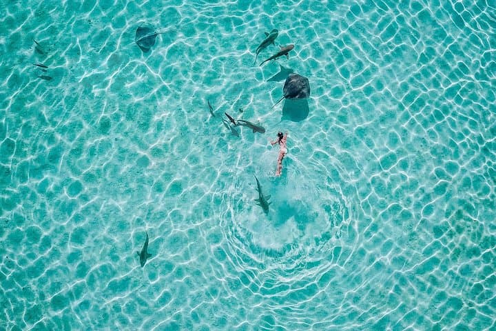 Private Moorea Sunset Catamaran Snorkel on Taboo — Sharks, Rays & Coral Gardens photo 5