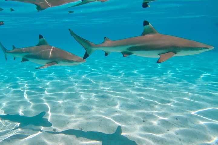 Private Moorea Sunset Catamaran Snorkel on Taboo — Sharks, Rays & Coral Gardens photo 3