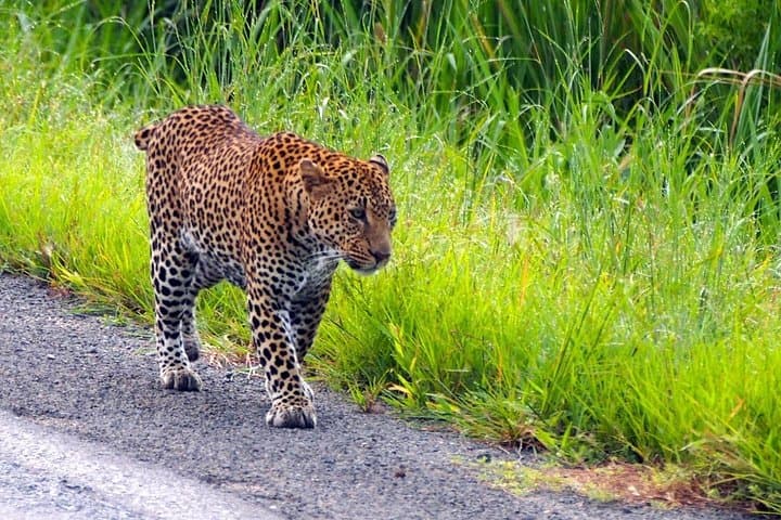 Mikumi National Park Day Trip from Zanzibar: Fly-In Game Drive photo 3
