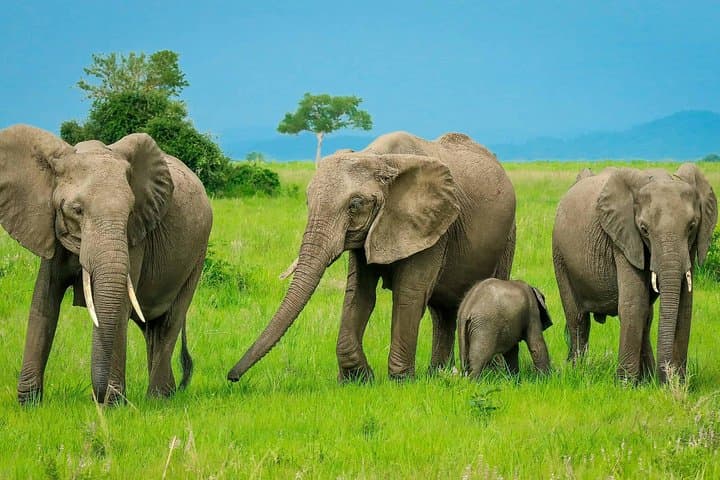 Mikumi National Park Day Trip from Zanzibar: Fly-In Game Drive photo 4