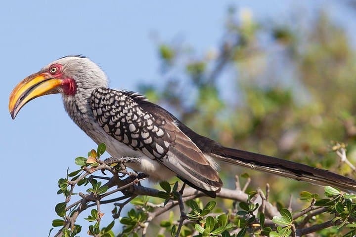 Lake Manyara Day Safari from Arusha — Tree‑Climbing Lions & Birding photo 3