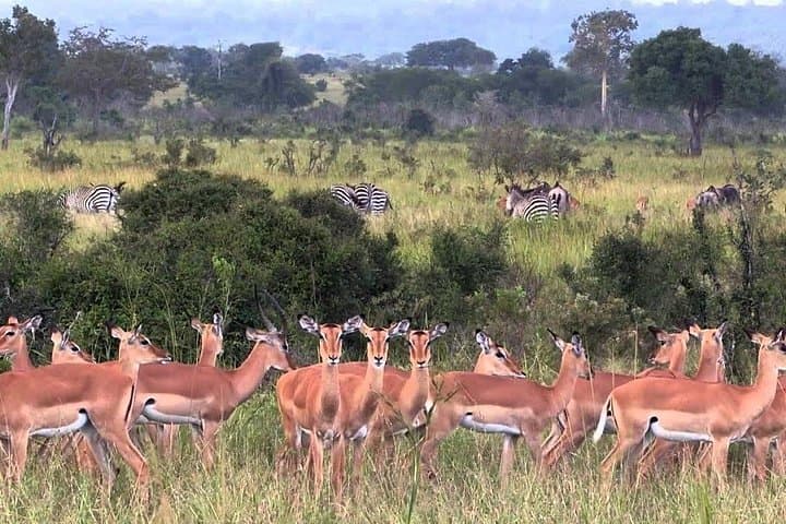 Weekend Safari: 2 Days, 1 Night Mikumi National Park from Dar es Salaam photo 2