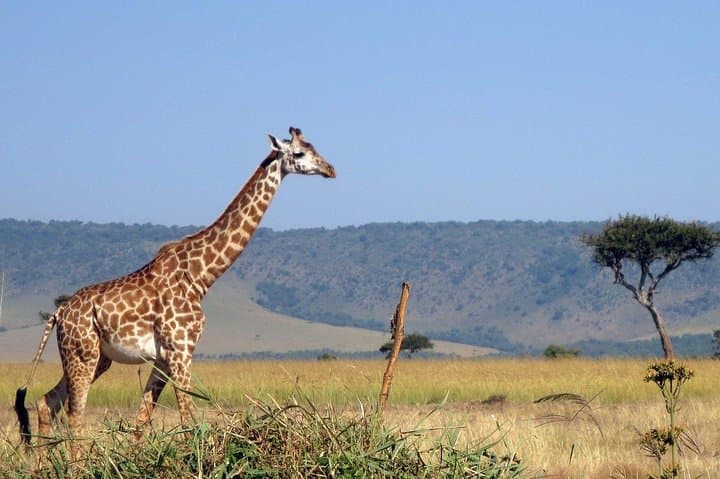Private 3-Day Masai Mara Safari: Big Five Game Drives & Maasai Culture photo 4