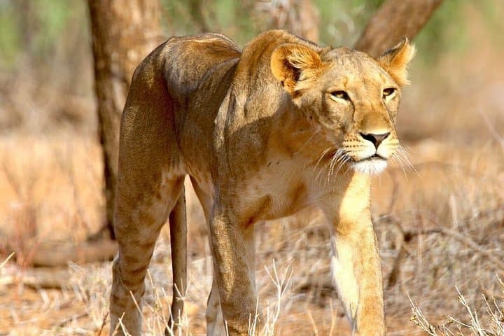 Tarangire National Park Day Safari from Arusha — Elephants, Baobabs & River Wildlife photo 2