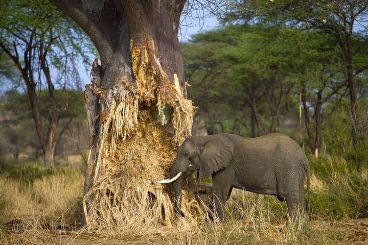 Tarangire National Park Day Safari from Arusha — Elephants, Baobabs & River Wildlife photo 3