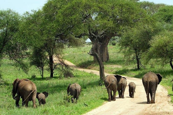 Tarangire National Park Day Safari from Arusha — Elephants, Baobabs & River Wildlife photo 4