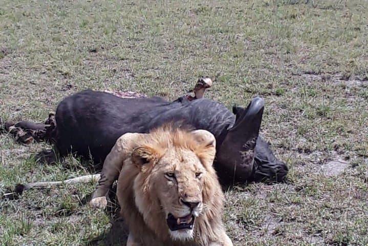 5-Day Maasai Mara, Lake Naivasha & Lake Nakuru Safari: Classic Kenyan Wildlife Loop