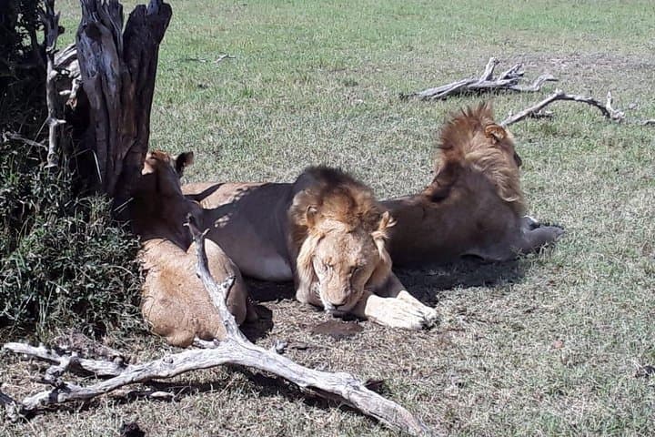 5-Day Maasai Mara, Lake Naivasha & Lake Nakuru Safari: Classic Kenyan Wildlife Loop photo 2