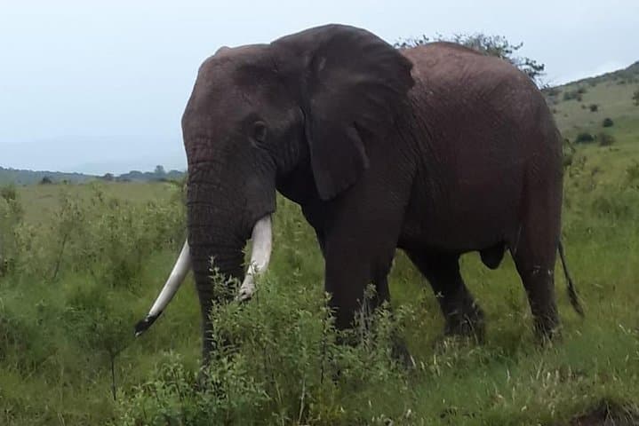 5-Day Maasai Mara, Lake Naivasha & Lake Nakuru Safari: Classic Kenyan Wildlife Loop photo 3