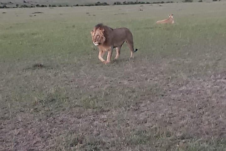 5-Day Maasai Mara, Lake Naivasha & Lake Nakuru Safari: Classic Kenyan Wildlife Loop photo 5