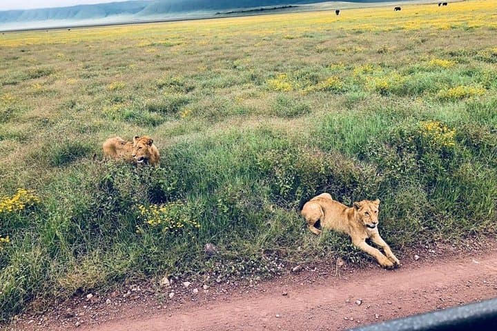 Ngorongoro Crater Game Drive: Full-Day Safari from Arusha photo 6