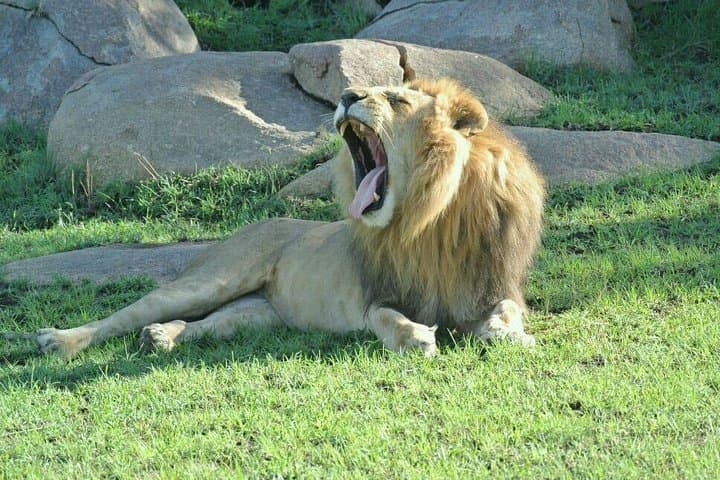 3-Day Luxury Safari in Tanzania: Tarangire & Ngorongoro Crater