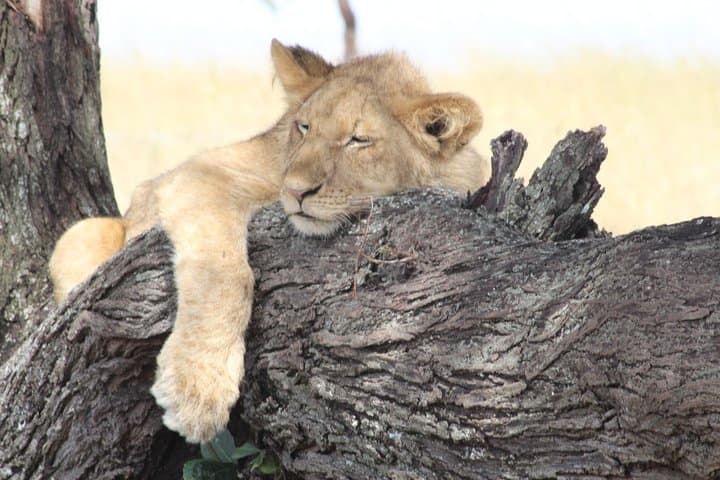 3-Day Luxury Safari in Tanzania: Tarangire & Ngorongoro Crater photo 2