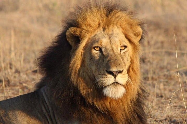 3-Day Kruger National Park Safari from Hazyview — Open-Vehicle Big Five Adventure photo 1