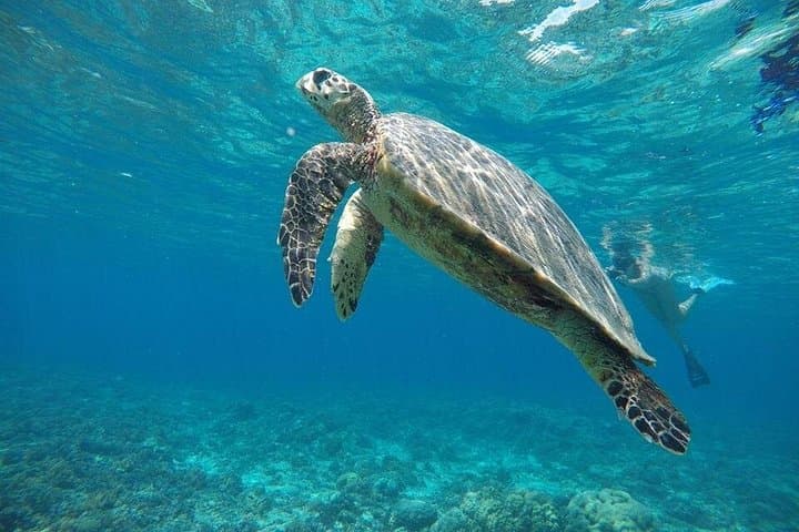 Private Snorkeling Gili Islands: Coral Gardens, Underwater Statues & Turtle Encounters photo 3