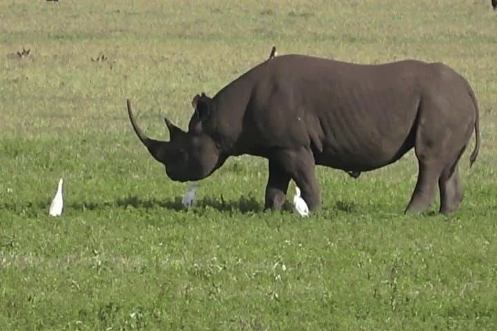 4-Day Mkomazi National Park Safari & Kikuletwa Hot Springs (Moshi) from Dar/Arusha