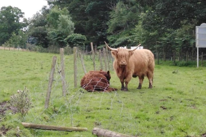 Stirling Castle, Hairy Coos & the Trossachs: Day Tour from Stirling