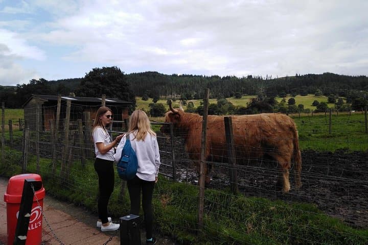 Stirling Castle, Hairy Coos & the Trossachs: Day Tour from Stirling photo 3