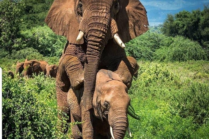 3-Day Budget Camping Safari to Ngorongoro, Tarangire & Lake Manyara photo 3