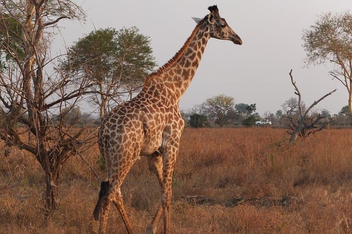 Ngorongoro Crater Day Trip from Arusha: Wildlife, Views, and Practical Tips photo 2