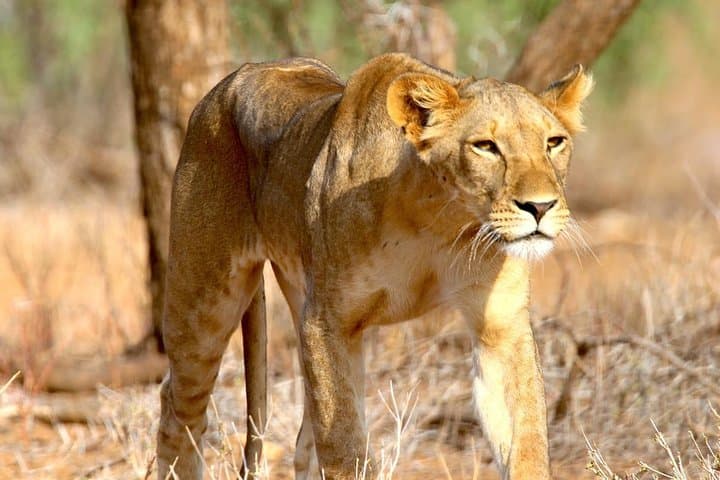 6-Day Mikumi, Udzungwa & Selous Safari — Wildlife, Waterfalls & Rufiji Boat Cruise