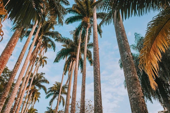 Explore Rio de Janeiro Botanical Garden and Tijuca Forest: Guided Half-Day Tour photo 2