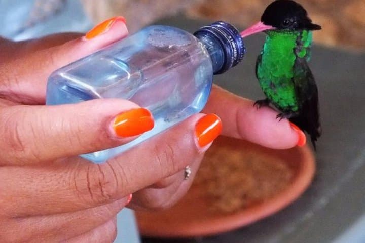 Hand-Feeding Hummingbirds at Rocklands: Montego Bay Bird Sanctuary & City Highlights
