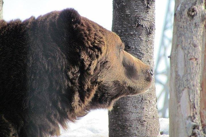 Capilano Suspension Bridge & Grouse Mountain Small-Group Tour from Vancouver photo 4