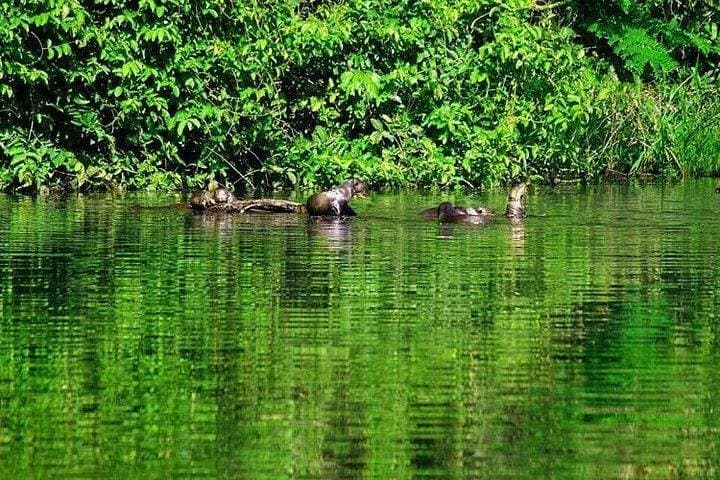 4-Day Tambopata Amazon Lodge: Macaws, Clay Licks & Lake Sandoval Wildlife photo 4