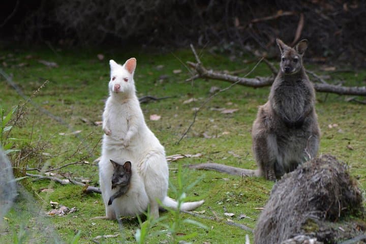2-Day Bruny Island & Port Arthur Highlights Tour from Hobart photo 5