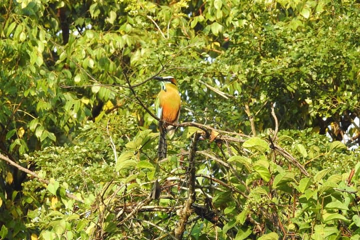 Birdwatching the Ruta de los Cenotes: Playa del Carmen Jungle Tour