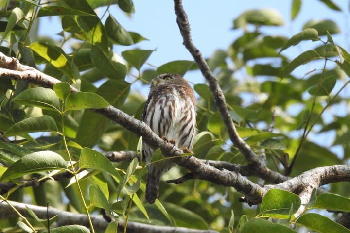 Birdwatching the Ruta de los Cenotes: Playa del Carmen Jungle Tour photo 2