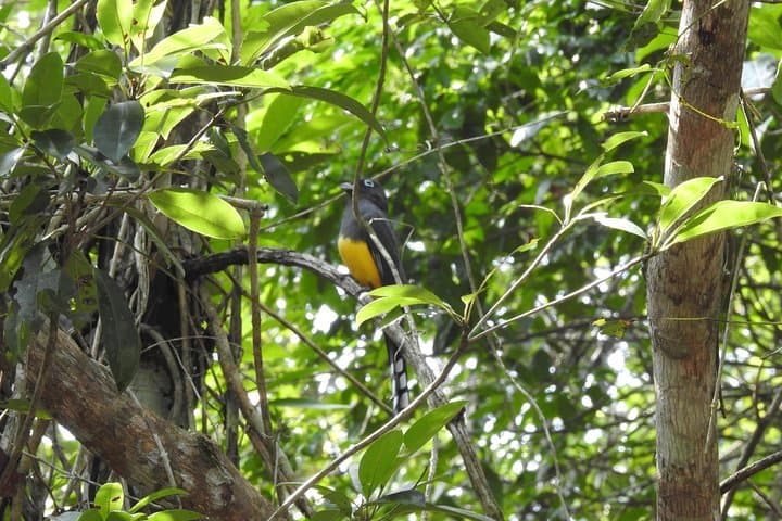 Birdwatching the Ruta de los Cenotes: Playa del Carmen Jungle Tour photo 3