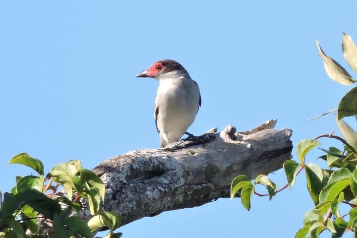 Birdwatching the Ruta de los Cenotes: Playa del Carmen Jungle Tour photo 4