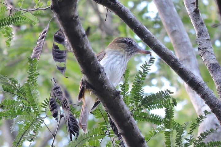Birdwatching the Ruta de los Cenotes: Playa del Carmen Jungle Tour photo 5