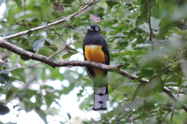 Birdwatching the Ruta de los Cenotes: Playa del Carmen Jungle Tour photo 6