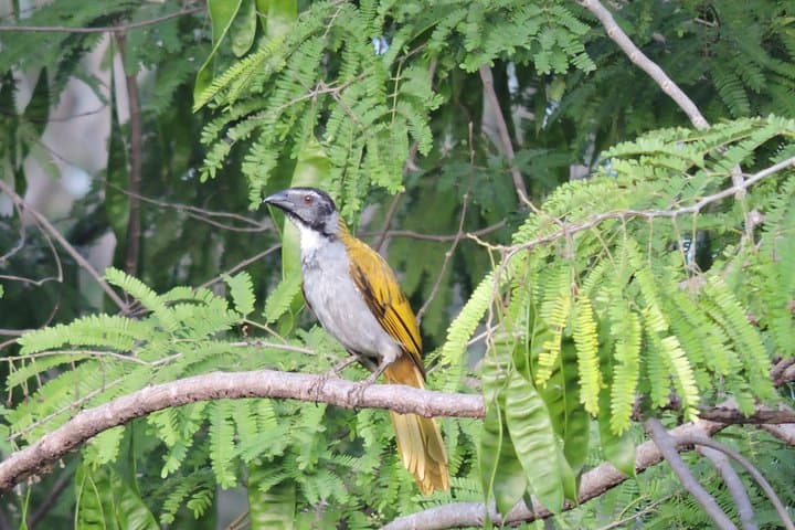 Birdwatching Near Cancun: Ruta de los Cenotes Jungle Tour