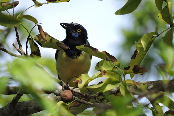 Birdwatching Near Cancun: Ruta de los Cenotes Jungle Tour photo 2
