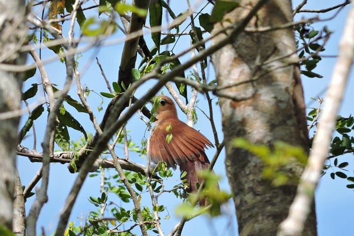 Birdwatching Near Cancun: Ruta de los Cenotes Jungle Tour photo 3