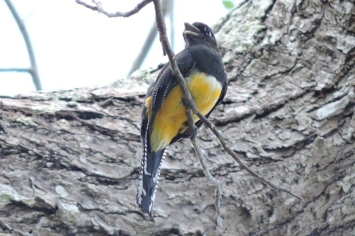 Birdwatching Near Cancun: Ruta de los Cenotes Jungle Tour photo 4