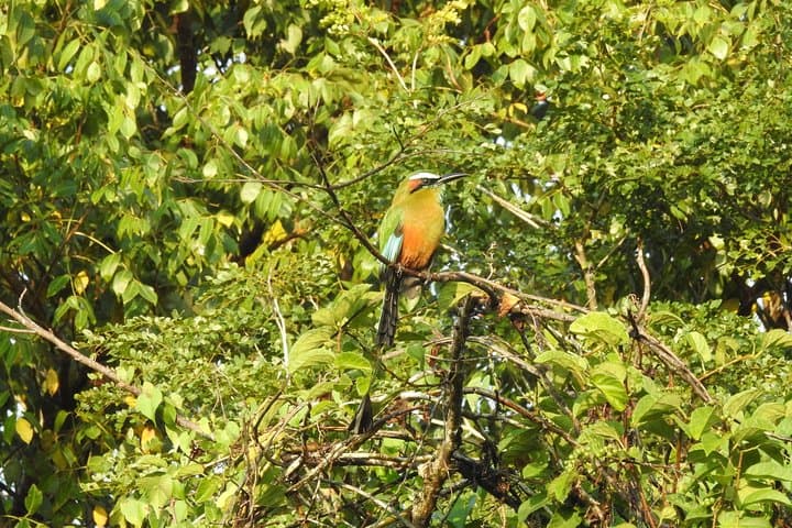 Birdwatching Near Cancun: Ruta de los Cenotes Jungle Tour photo 6