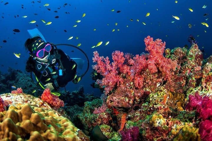 Grand Island Scuba Diving and Water Sports from Calangute — Day Trip photo 4