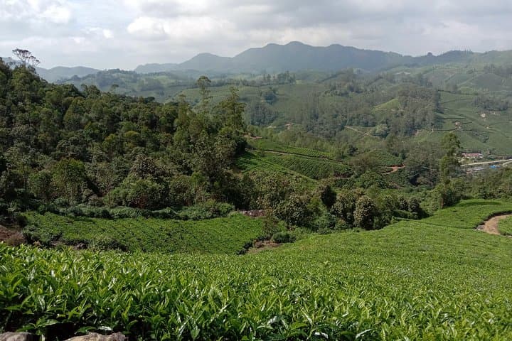 Munnar Mountain Trekking — Letchmi Hills Tea-Garden Trek (6 hr) photo 6