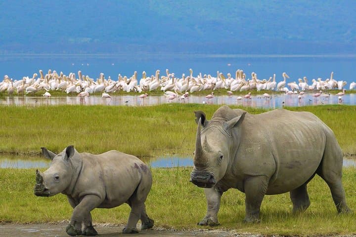 Two-Day Rift Valley Safari: Lake Nakuru, Lake Naivasha & Hell's Gate Adventure photo 5